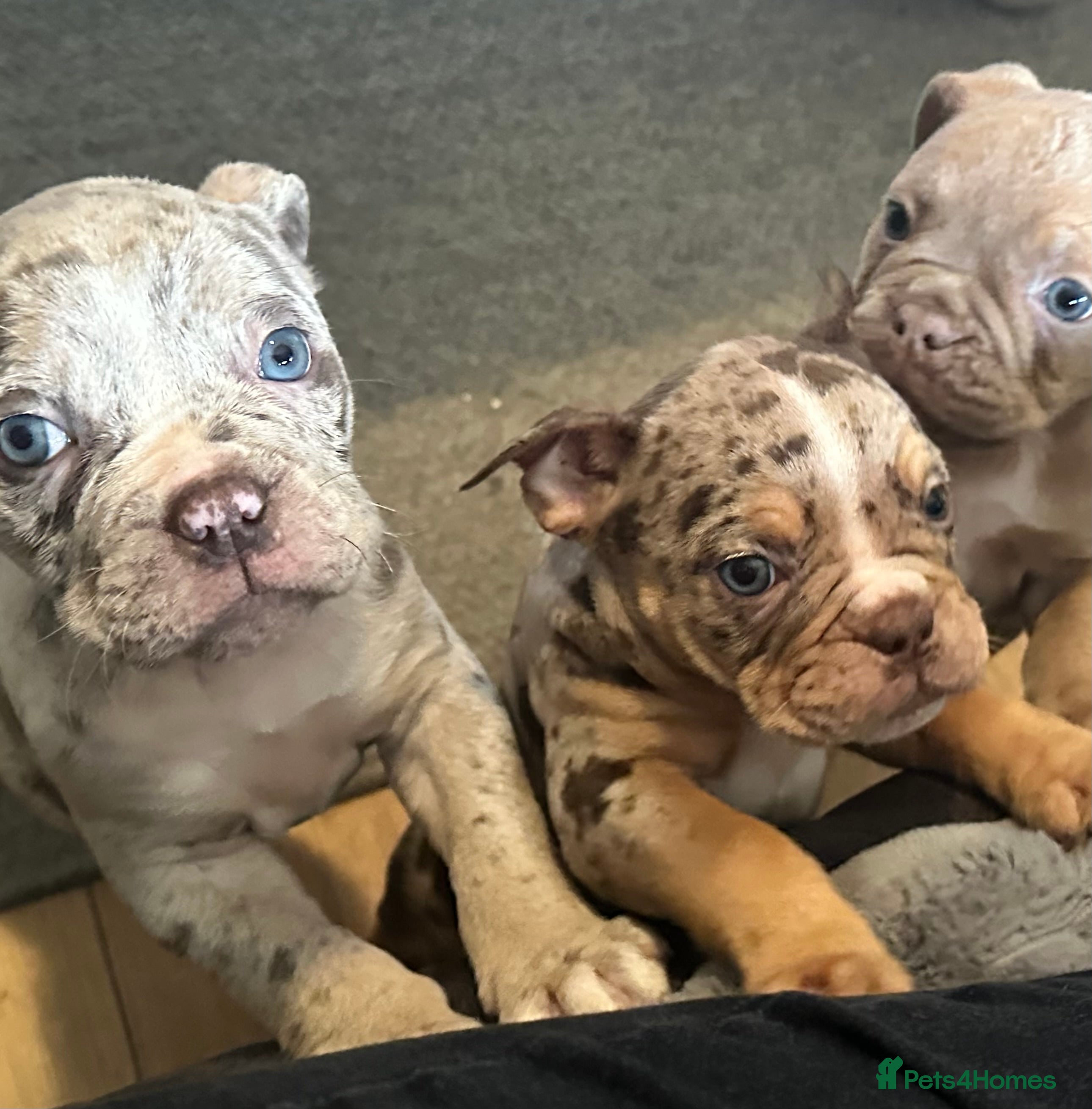 Old Tyme Bulldog dogs 7 old Tyme bulldogs  - Advert 3