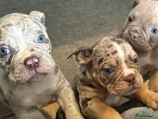 Old Tyme Bulldog dogs 7 old Tyme bulldogs - Advert 3
