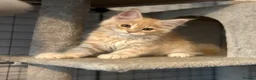 Maine Coon cats for sale: TICA ACTIVE CREAM/RED FEMALE MAINE COON - Advert 4