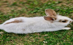 Mixed Breed rabbits for sale: Stunning rabbits ready for collection  - Image 2