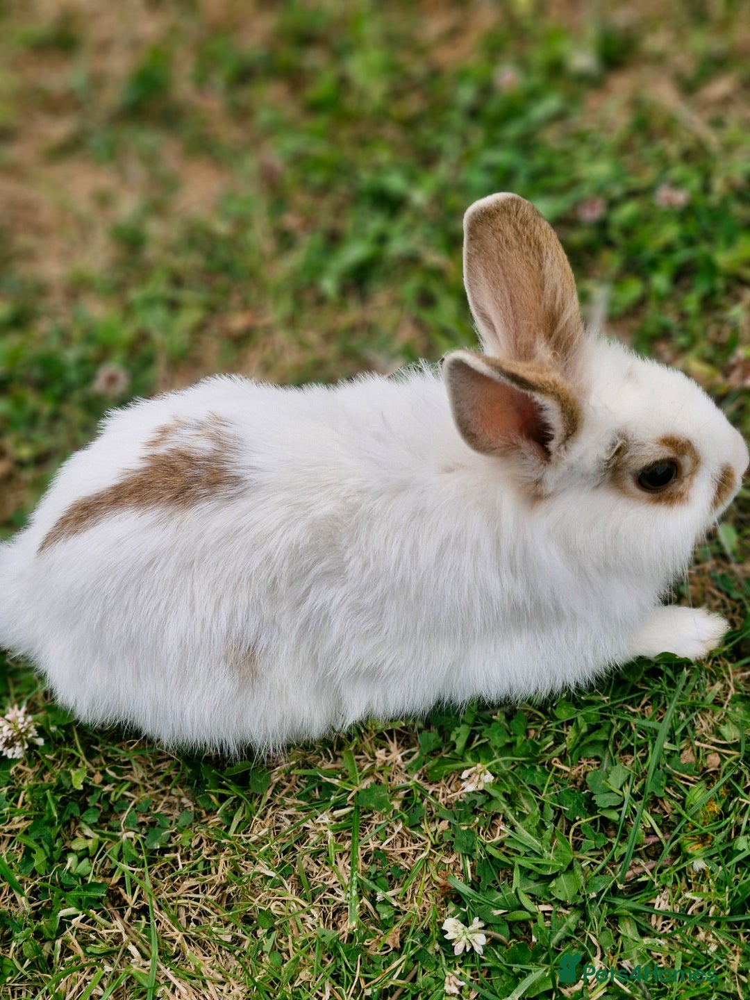 Mixed Breed rabbits for sale: Stunning rabbits ready for collection  - Image 2