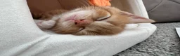 Mixed Breed cats for sale: Gorgeous ginger kittens  - Advert 10