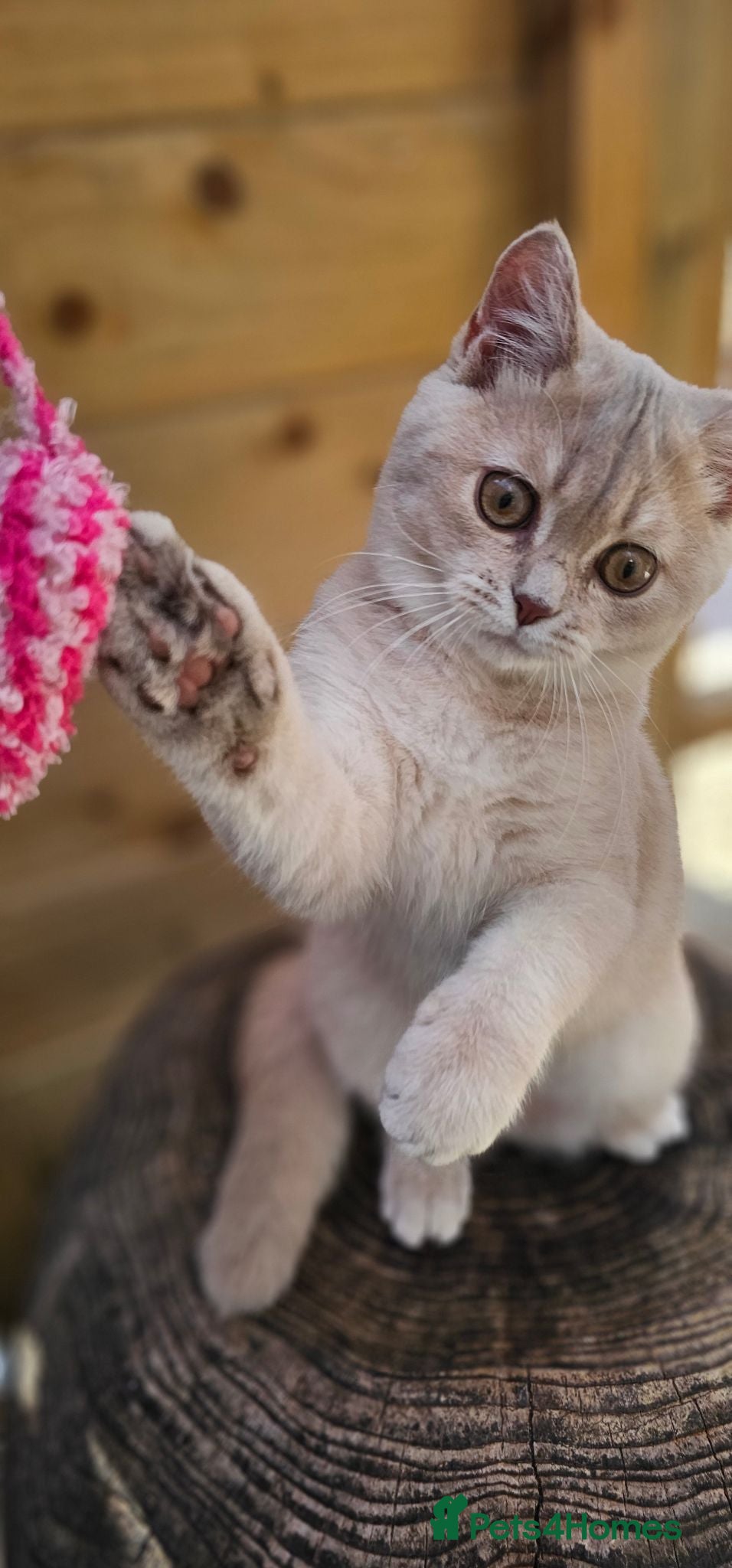 British Shorthair cats 💖 GCCF Active Lilac Golden Tortie 💖 - Advert 2