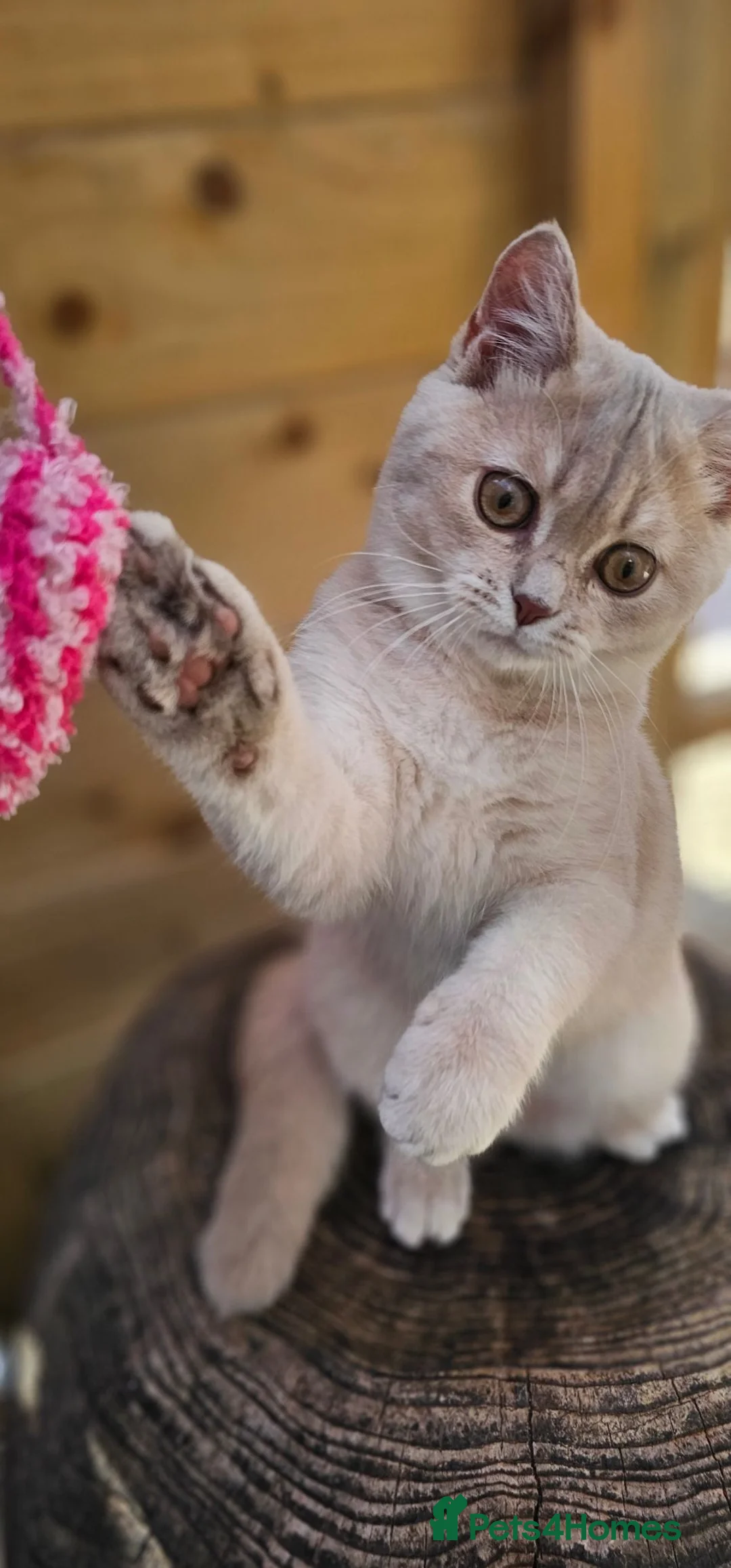 British Shorthair cats for sale: 💖 GCCF Active Lilac Golden Tipped Tortie 💖 - Advert 1