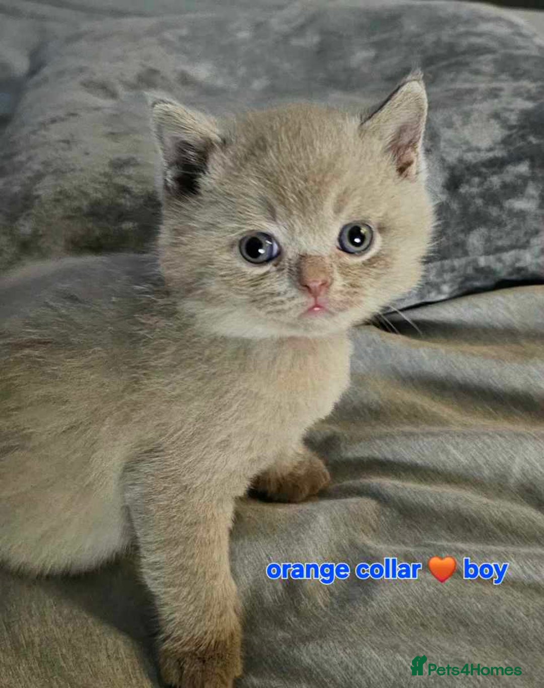 British Shorthair cats for sale: Beautiful  British  shorthair  kittens - Advert 8