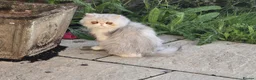 Persian cats for sale: Female Breeder Persian Cat Silver Tabby - GCCF - Advert 6
