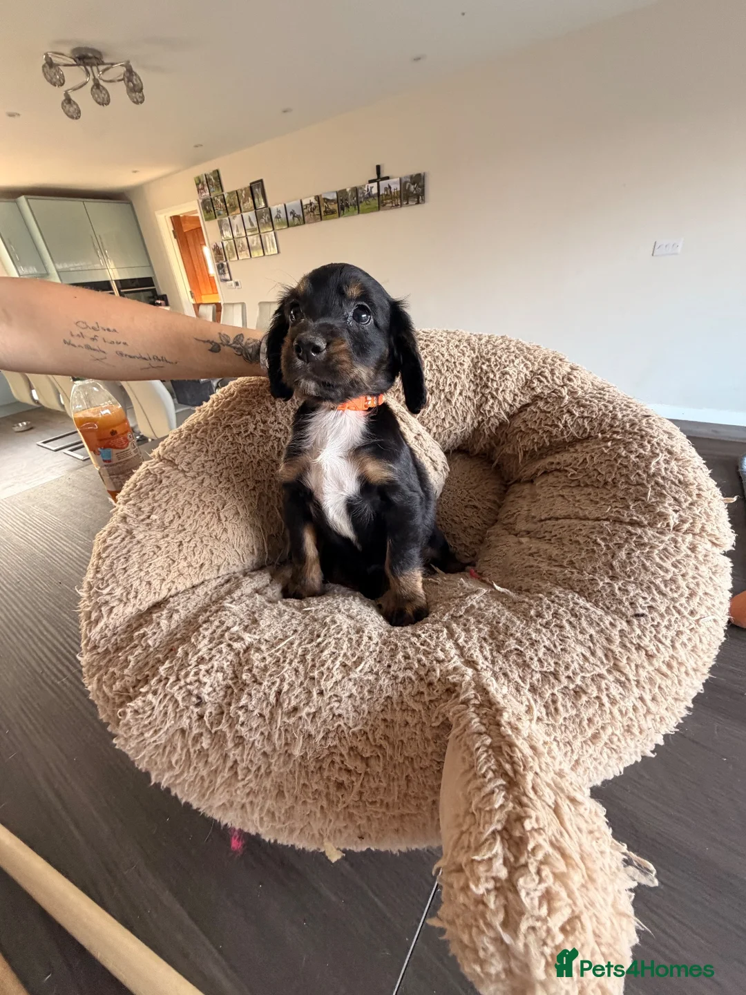 Cocker Spaniel dogs for sale: Cocker spaniel puppies ready Sunday  in Peterborough - Advert 2