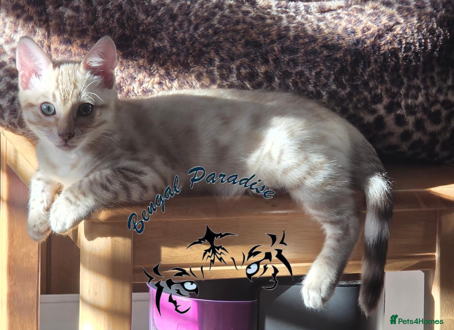 Bengal cats Snow ❄️ mink male kitten  - Advert 6