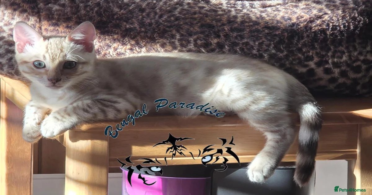 Snow Bengal Kittens for sale | Pets4Homes