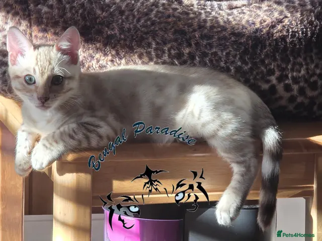 Bengal cats Snow ❄️ mink male kitten - Advert 4