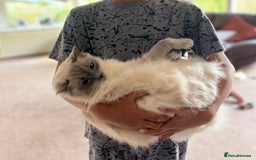 Ragdoll cats for sale: Mother & Daughter Ragdoll in Batley - Image 4