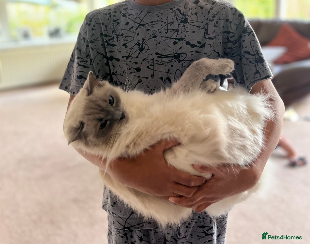 Ragdoll cats for sale: Mother & Daughter Ragdoll in Batley - Image 4