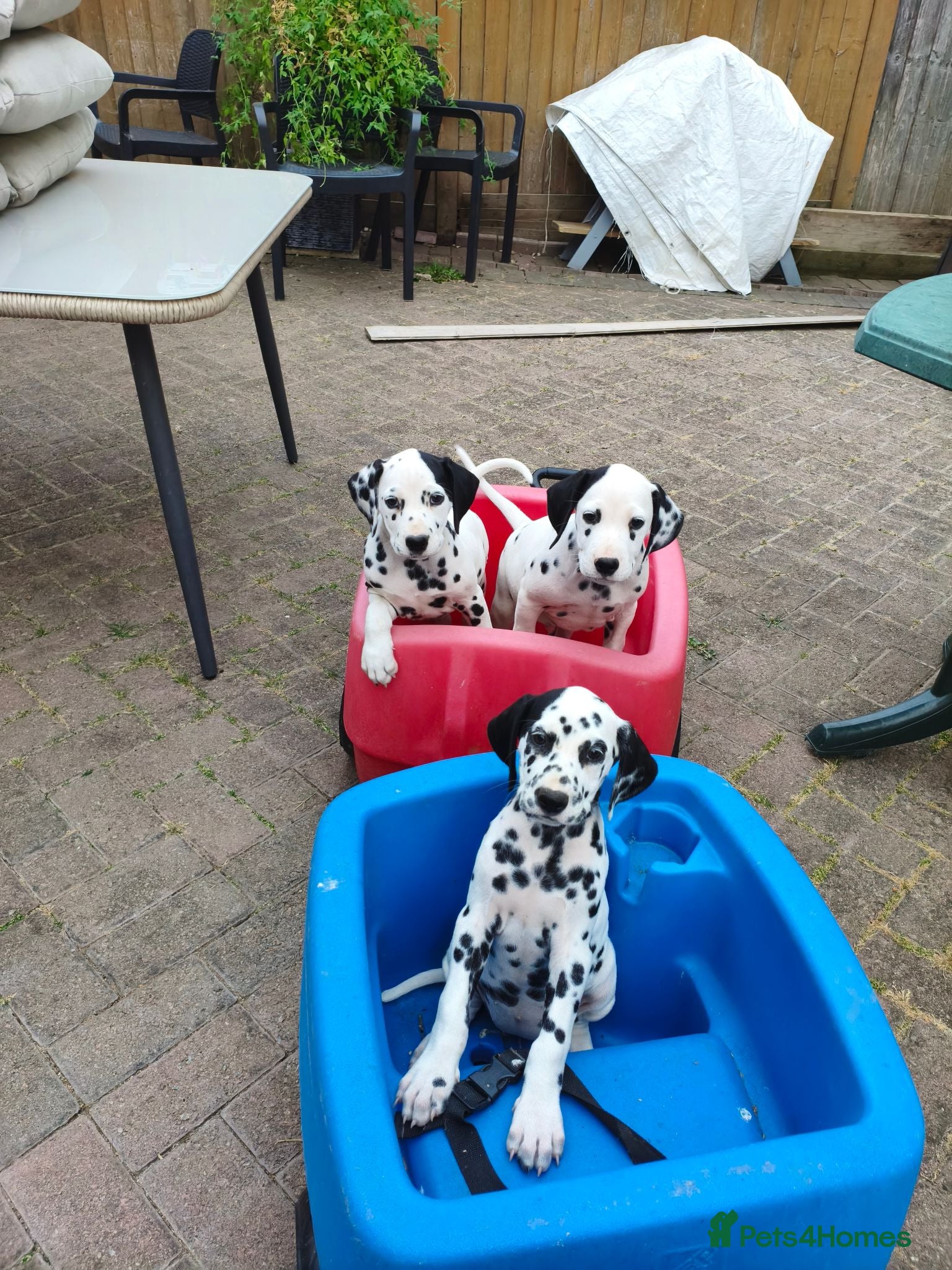 Dalmatian dogs 1 boy , 2 girls left  - Advert 3