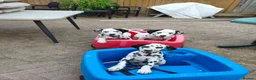 Dalmatian dogs for sale: 1 boy , 2 girls left  - Advert 1