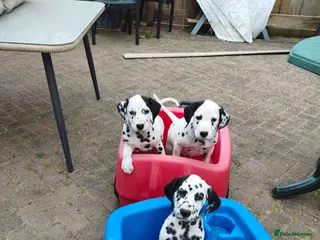 Dalmatian dogs 1 boy , 2 girls left - Advert 3