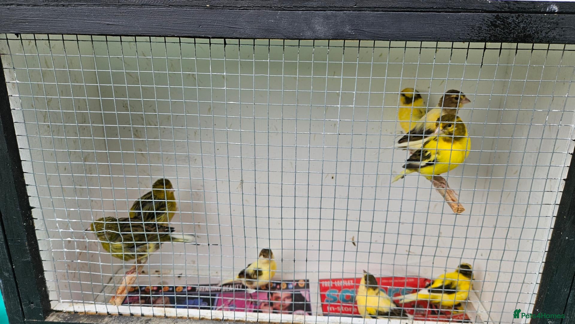 Canaries birds Aviary bred canaries unsexed - Advert 1