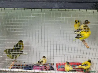 Canaries birds Aviary bred canaries unsexed - Advert 1