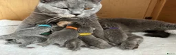 British Shorthair cats for sale: Imperial Grand Champion Sired British Shorthair  - Advert 3