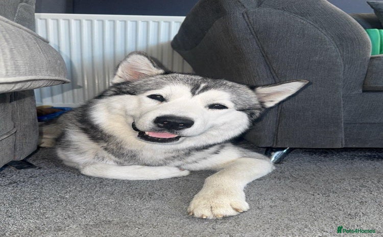 Alaskan Malamute dogs - Advert 1