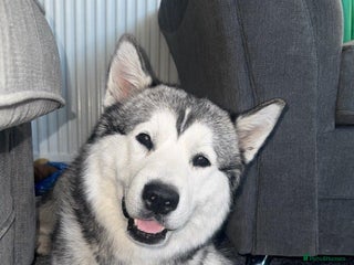 Alaskan Malamute dogs - Advert 1