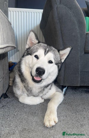 Alaskan Malamute dogs - Advert 1