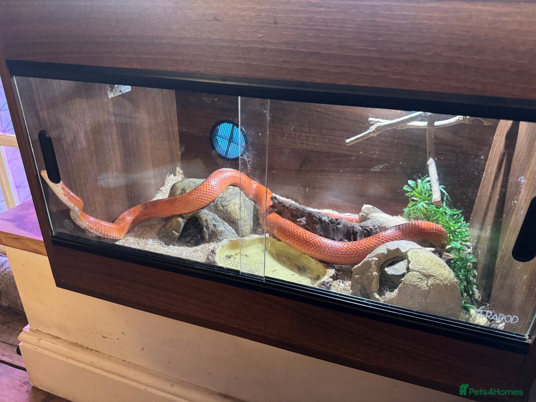 Corn Snake reptiles for sale: Orange corn snake  - Image 2