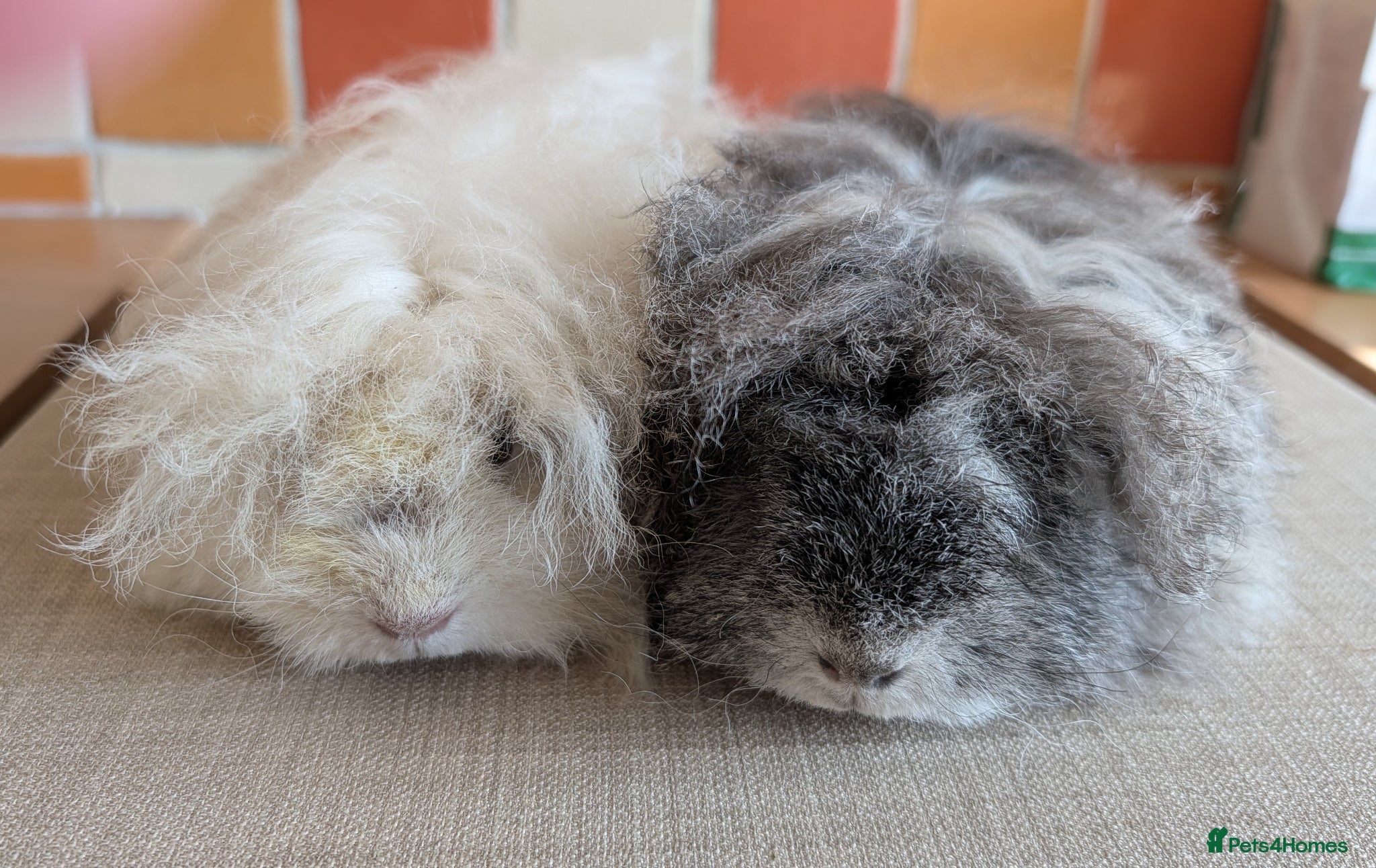 Guinea Pig rodents Gorgeous brothers looking for their 5* home - Advert 4