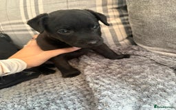 Patterdale Terrier dogs for sale: Patterdale puppies male  - Image 8