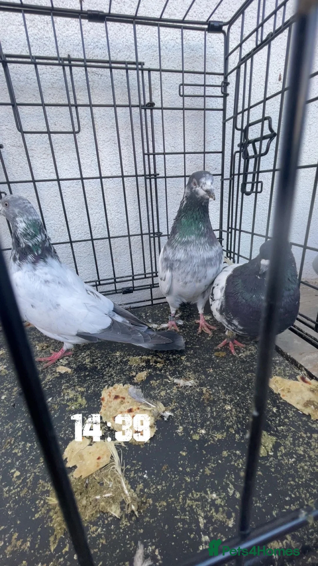 Pigeons birds for sale: Pigeosn in Wembley - Advert 2