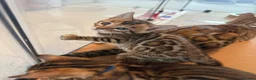 Bengal cats for sale: Stunning Bengal kittens - Advert 1