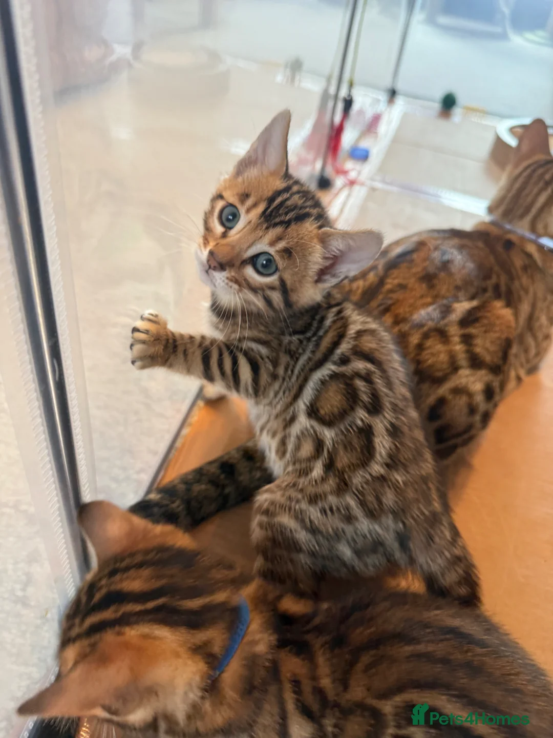 Bengal cats for sale: Stunning Bengal kittens - Advert 1
