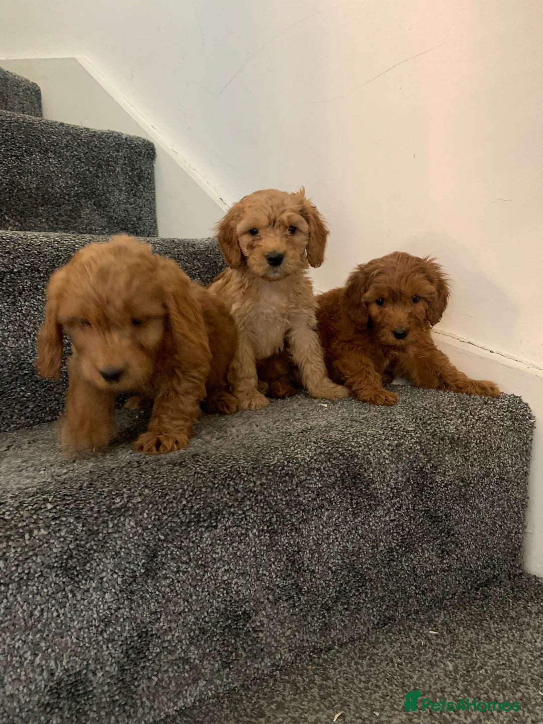 Cavapoo dogs for sale: Small Cavapoo puppies (toy poodle) - Image 12