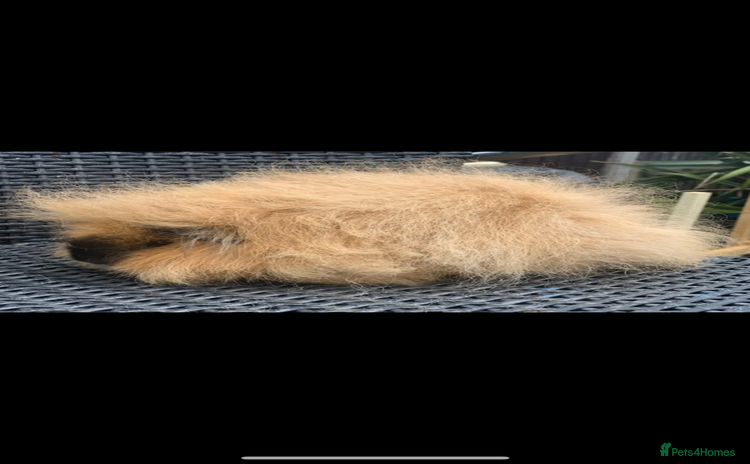 Guinea Pig rodents - Advert 2