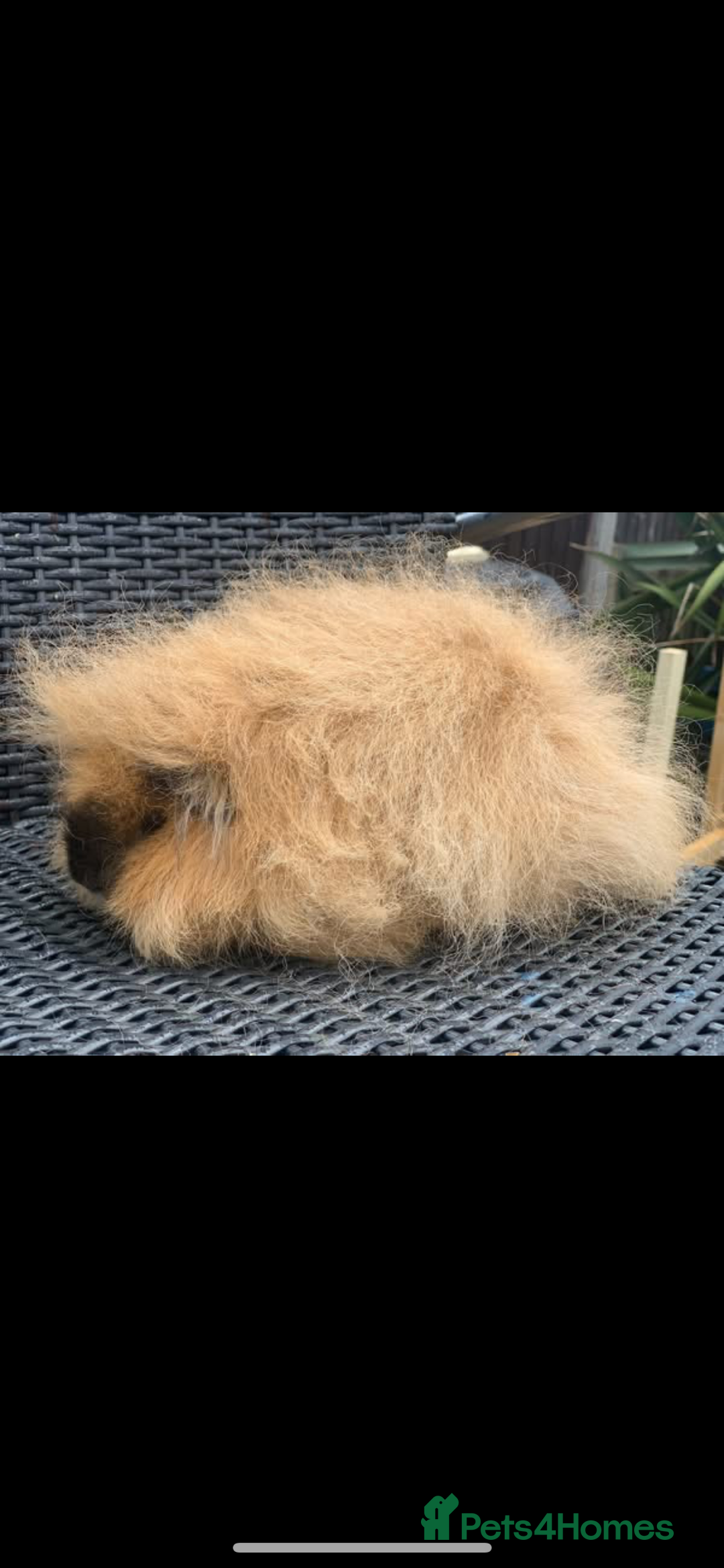Guinea Pig rodents for sale: Swiss sows and boars  - Image 1