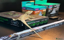 Bearded Dragon reptiles for sale: New Bearded Dragon Vivarium Setup Kits in Downham Market - Image 8