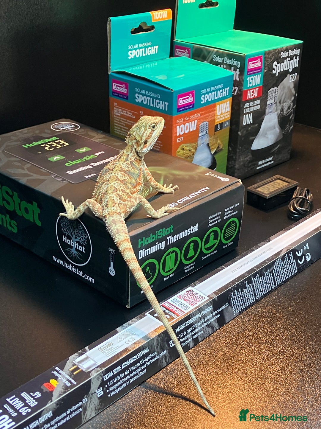 Bearded Dragon reptiles for sale: New Bearded Dragon Vivarium Setup Kits in Downham Market - Image 8