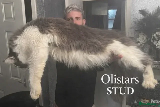 Maine Coon cats XXL DUAL REGISTERED STUD - Advert 6