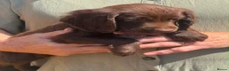 Cocker Spaniel dogs for sale: Gorgeous cocker spaniel pups - Advert 8
