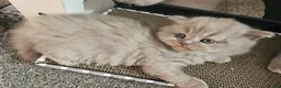 British Shorthair cats for sale: British short hair kittens  - Advert 14