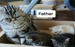 Mixed Breed cats for sale: Bsh and Scottish straight mix - Image 16