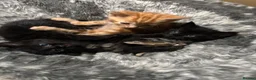 Mixed Breed cats for sale: Beautiful litter of kittens  in Exmouth - Advert 2