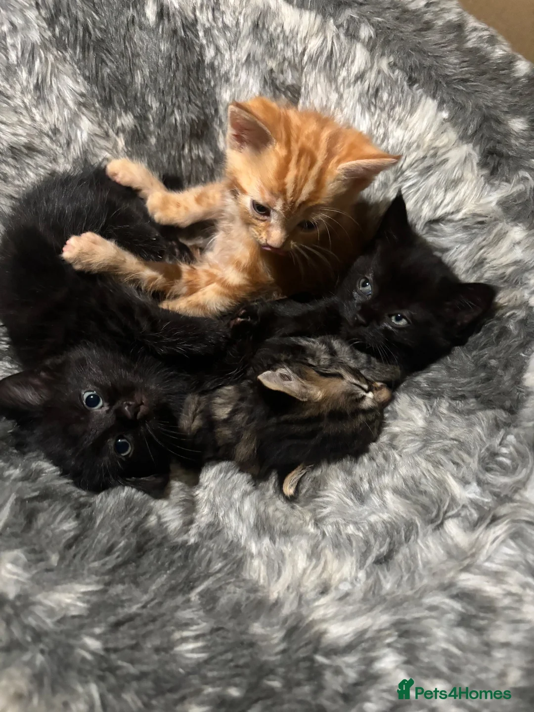 Mixed Breed cats for sale: Beautiful litter of kittens  in Exmouth - Advert 2