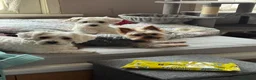 Maltese dogs for sale: Male puppy  - Advert 3
