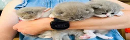 British Shorthair cats for sale: GCCF BSH Kitten  - 1 Blue Girl  - Advert 7
