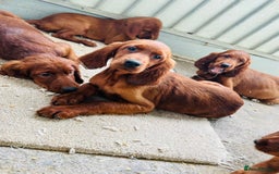 Irish Setter dogs for sale: Outstanding red Irish setters puppies - Image 2