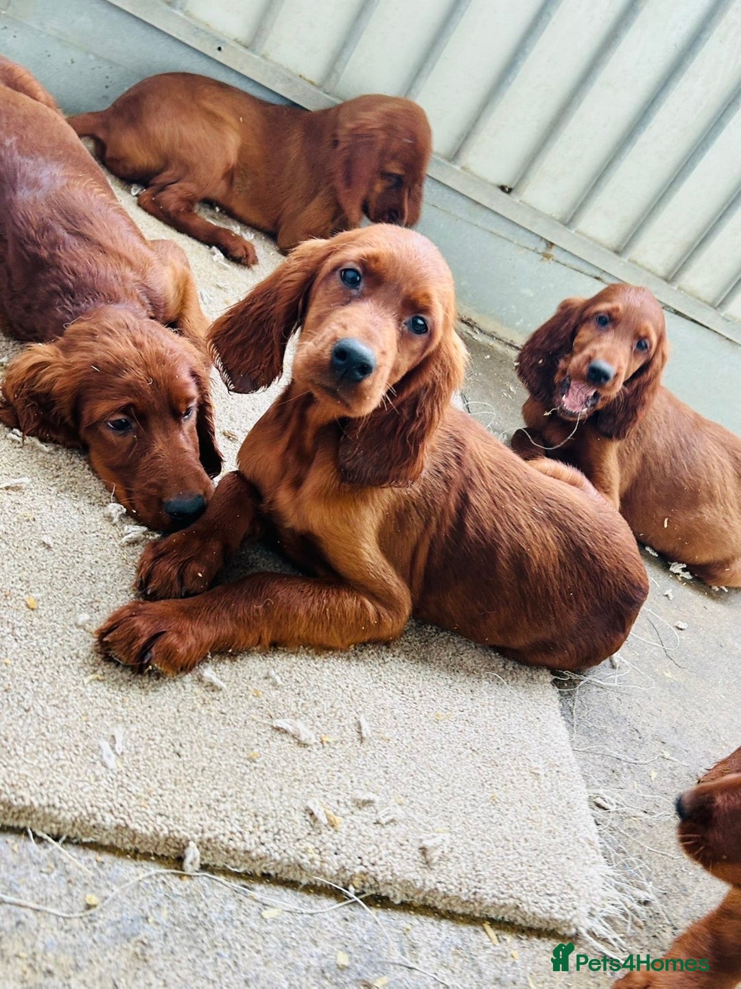 Irish Setter dogs for sale: Outstanding red Irish setters puppies - Image 2