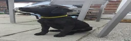 Labrador Retriever dogs for sale: 5 Beautiful labrador puppies (Male) - Advert 12