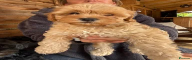 Shihpoo 3