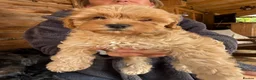 Shihpoo dogs for sale: Shihpoo Puppies  in Derby - Advert 5