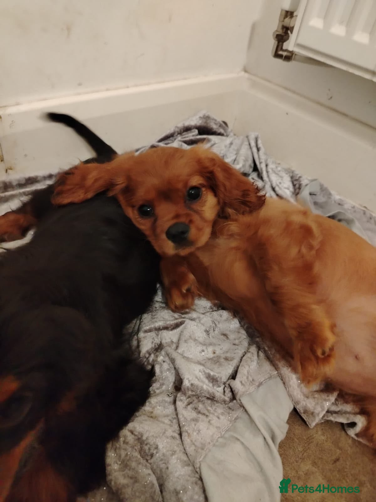 Cavalier King Charles Spaniel dogs Health tested cavalier king Charles ready to leave - Advert 1